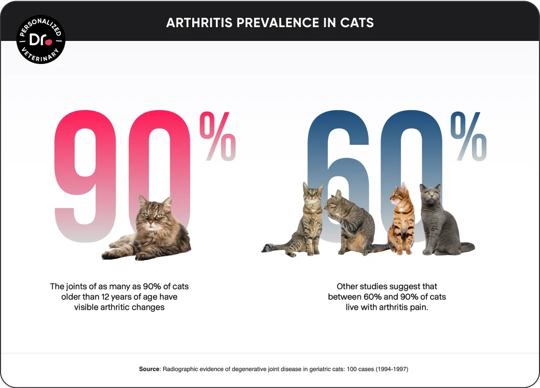 Hiss and Tell—Is Your Cat Hiding Arthritis Pain?